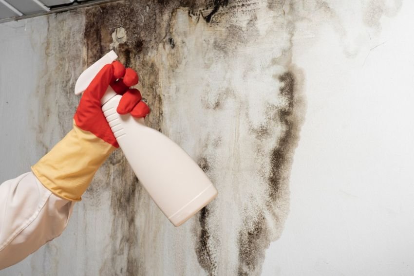 An individual in a white glove applies mold spray to a wall, illustrating a black mold removal service based in Chicago, IL.
