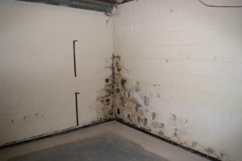 A basement with mold covering the walls and floor, emphasizing the importance of mold removal services in Chicago, IL.