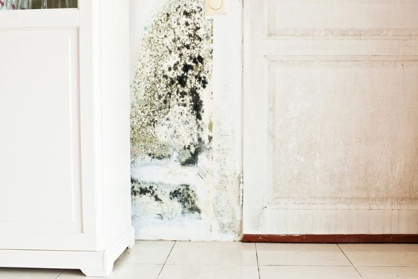A bathroom wall covered in mold next to a white cabinet, emphasizing the importance of mold removal in Chicago, IL.