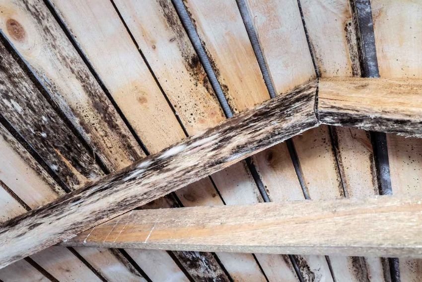 View of the wooden roof's underside with visible beams, highlighting a wood mold removal service based in Chicago, IL.